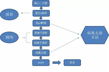 抗体纯化四部曲