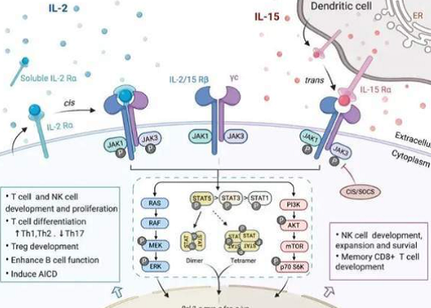 新品上市 | 高活性逐典 IL-15 Pro细胞因子——细胞治疗的培养利器