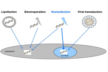 外源基因写给细胞的一封情书，Nucleofector™技术来助攻