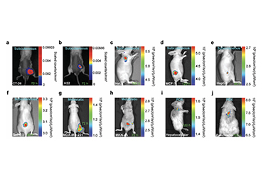 IVIS视角 | 活体光学成像助力肿瘤临床前检测