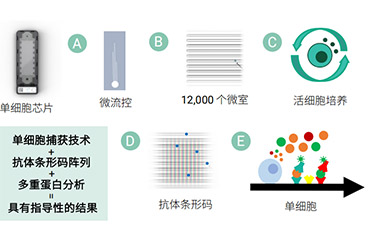 单细胞功能蛋白组学助力凯特和Carl June团队的Car-T研究