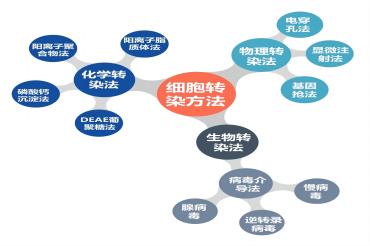 细胞转染方法那么多，到底应该选哪种？