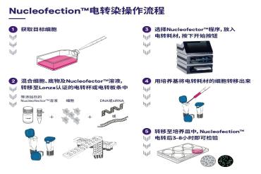 LONZA  Nucleofector™转染技术专家-助您实现高效稳定转染效果！