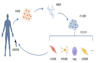 探索iPS细胞的奥秘：从实验室到医学革命的“万能细胞”