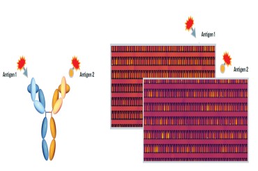 企业案例 | Beacon应用于双特异性抗体细胞株开发