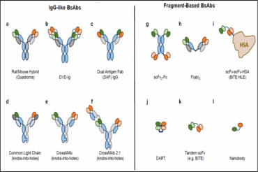 双抗活性检测“一步到位”？瑞孚迪均相技术：天然构象、高灵敏度、免洗操作，告别ELISA时代！