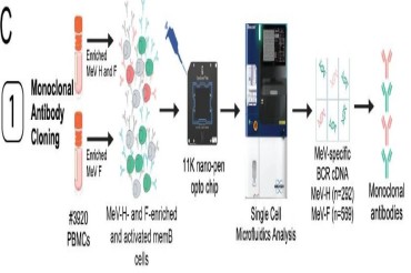 bioRxiv | MMR疫苗诱导麻疹病毒人源中和抗体图谱