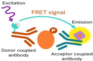 精准狙击神经退行性疾病:瑞孚迪 HTRF/Alpha技术为药物研发提供高灵敏、高通量解决方案