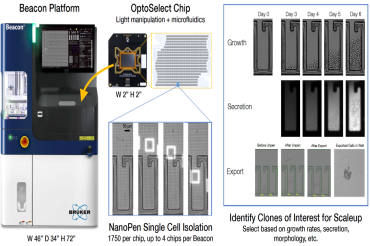 告别克隆“盲选”!Opto™ CLD Pop Dyn新方案让细胞株稳定性预测快人一步