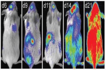 设备服务丨小动物活体成像仪