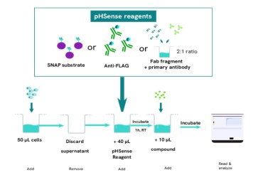 行业痛点直击:ADC/GPCR 药物研发,卡在 “内吞检测” 这一关?