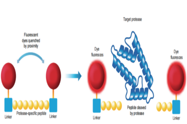 读懂这篇,你才算入门活体成像:瑞孚迪「宝藏探针」全揭秘