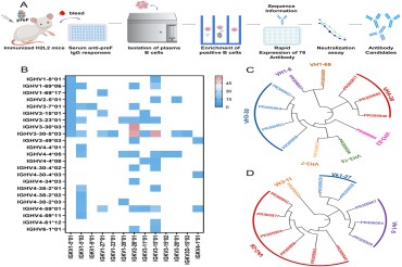 中国科学家利用全人源小鼠和Beacon单细胞光导系统发掘RSV强效中和抗体
