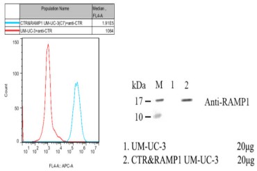 靶点覆盖广，验证更可靠：基于金标准HTRF验证的仁宽GPCR细胞株，配套SOP助您实验一次成功！
